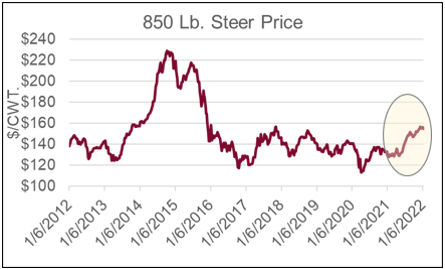 850 lb steer price jan 2022