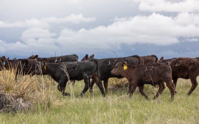 Beef prices & my paycheck