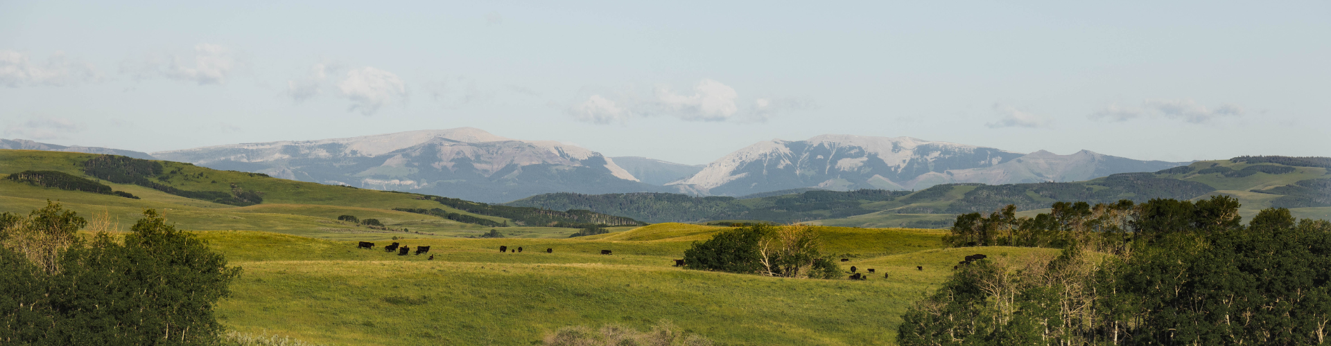 CABCattle Cross Header