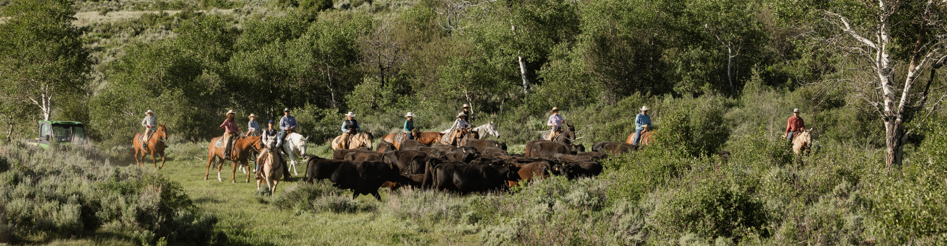 CABCattle Willis Header