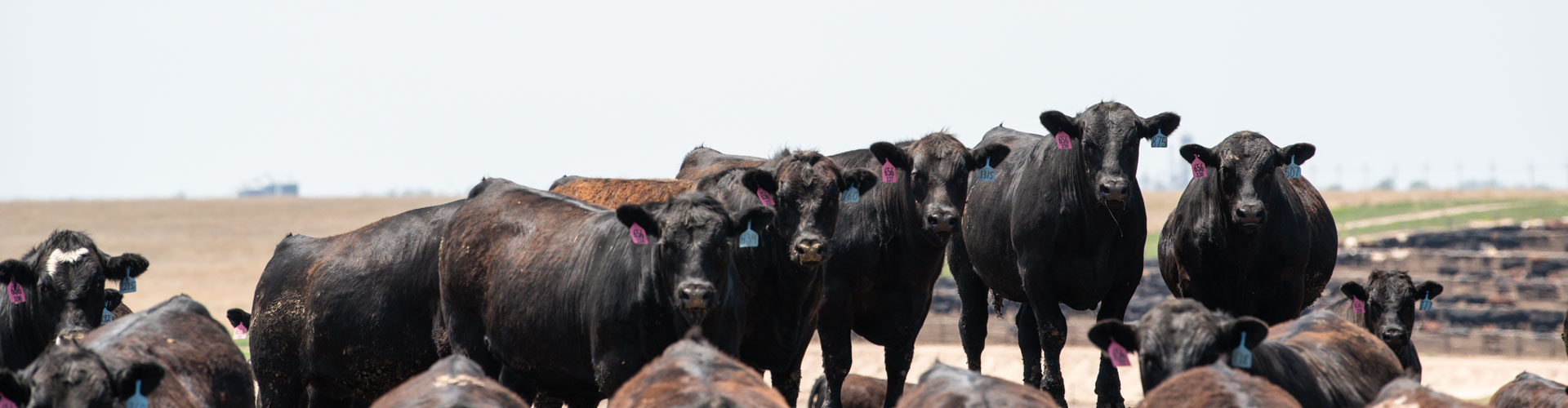 fed Angus steers