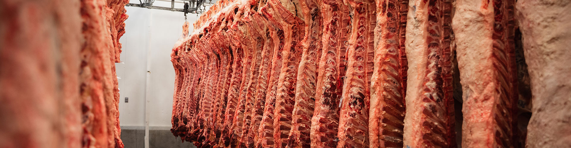beef carcasses hanging in a cooler