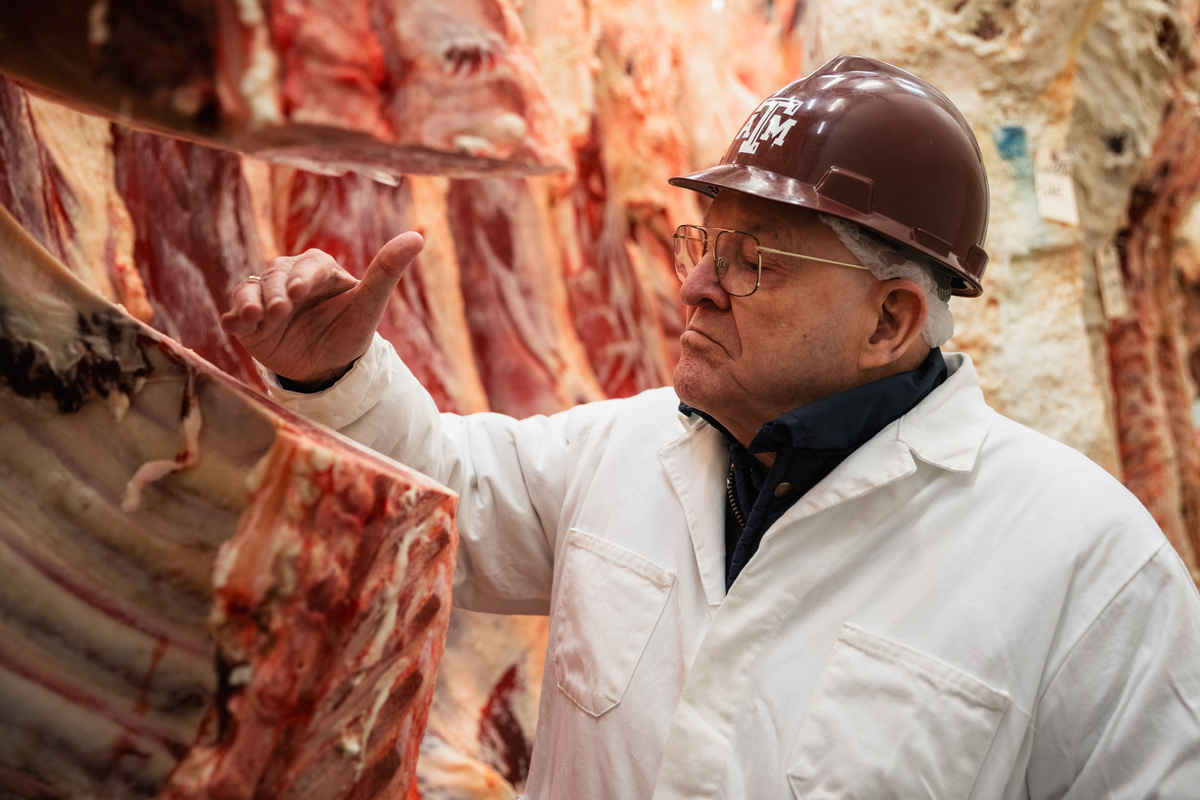 Gary Smith examining a beef carcass