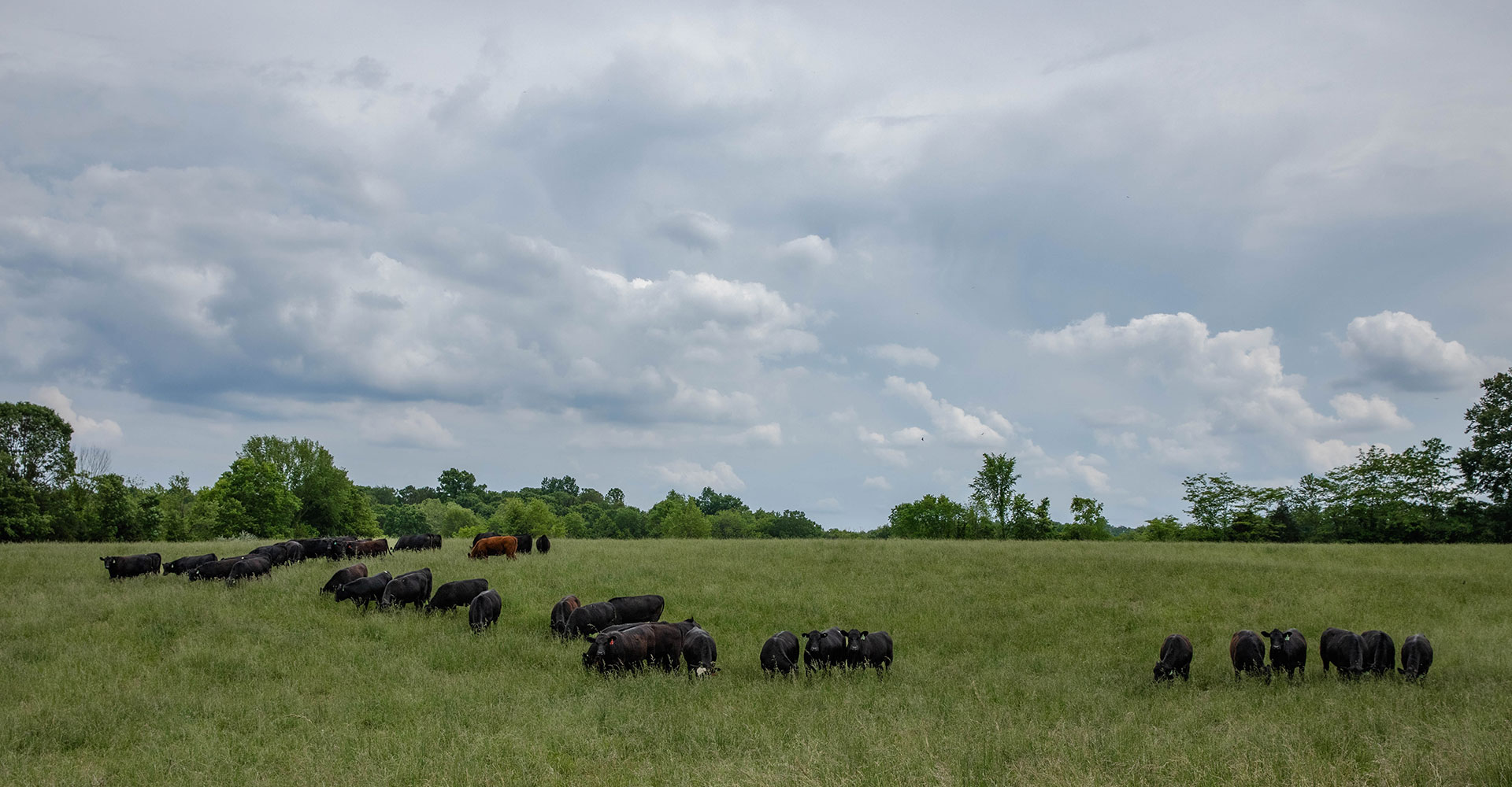 cows grazing in a pasture