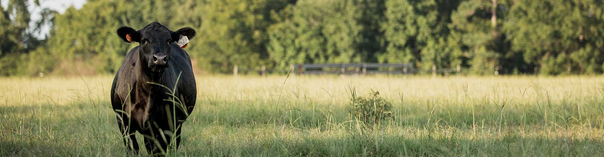Angus heifer in a pasture in Georgia