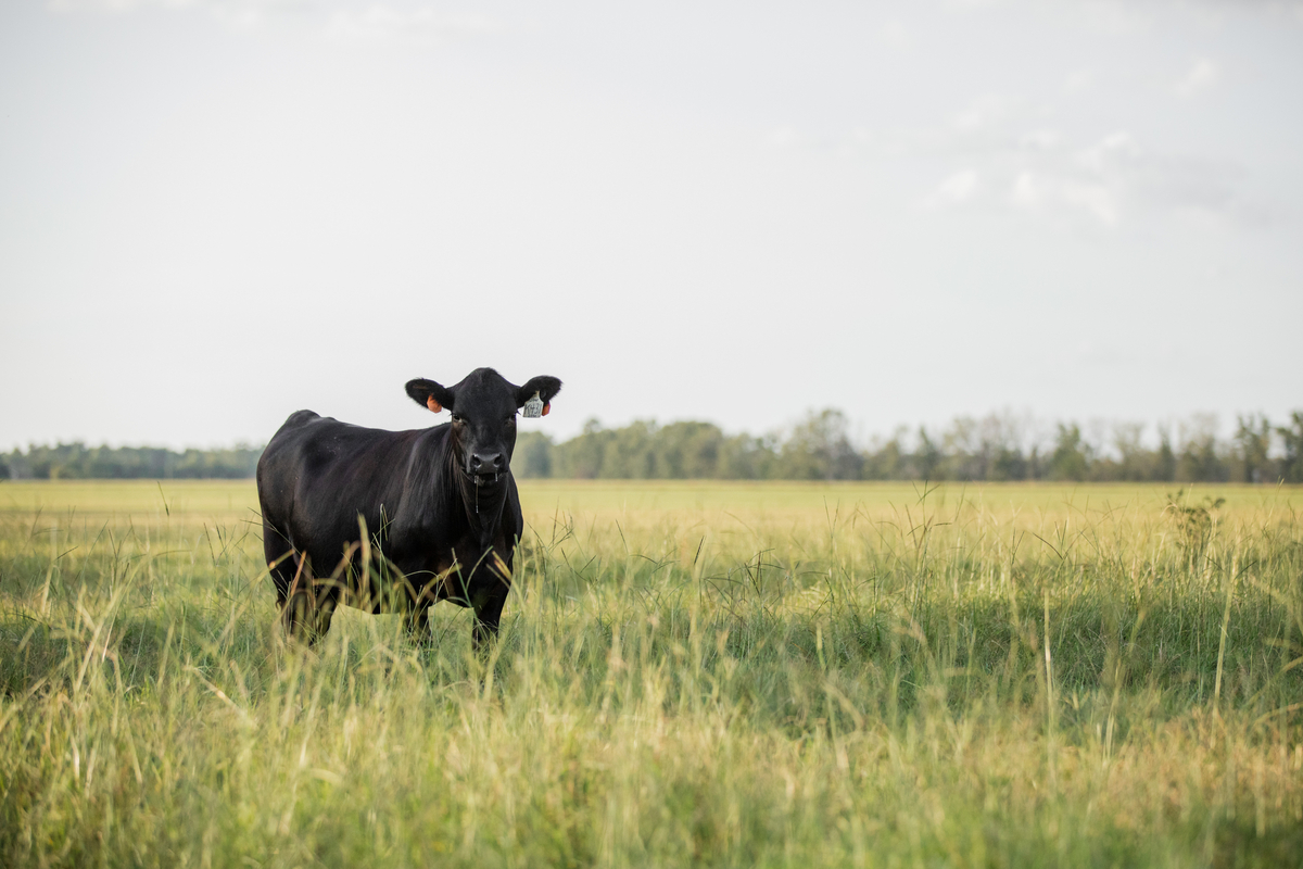 Angus heifer in a pasture
