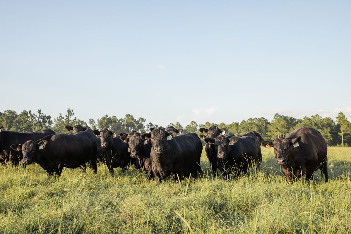 Angus heifers in a Georgia pasture