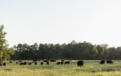 Healthier Soils and Stronger Herds