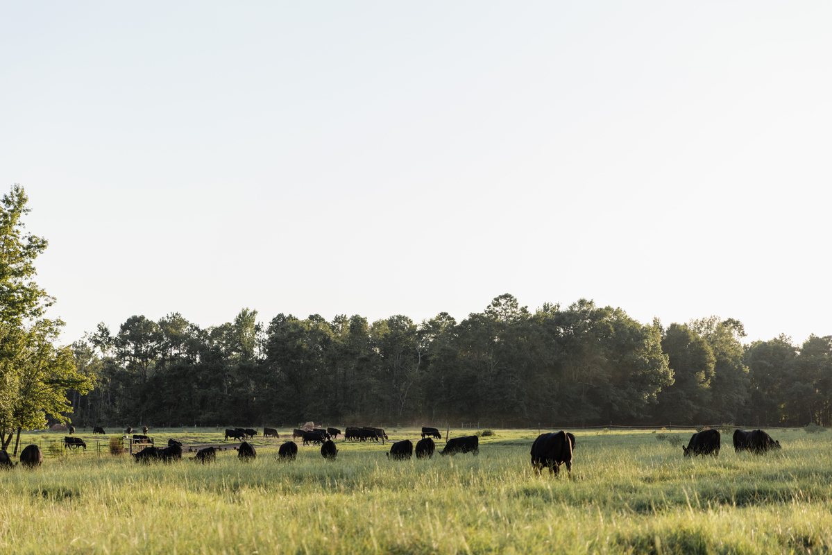 Angus cows grazing