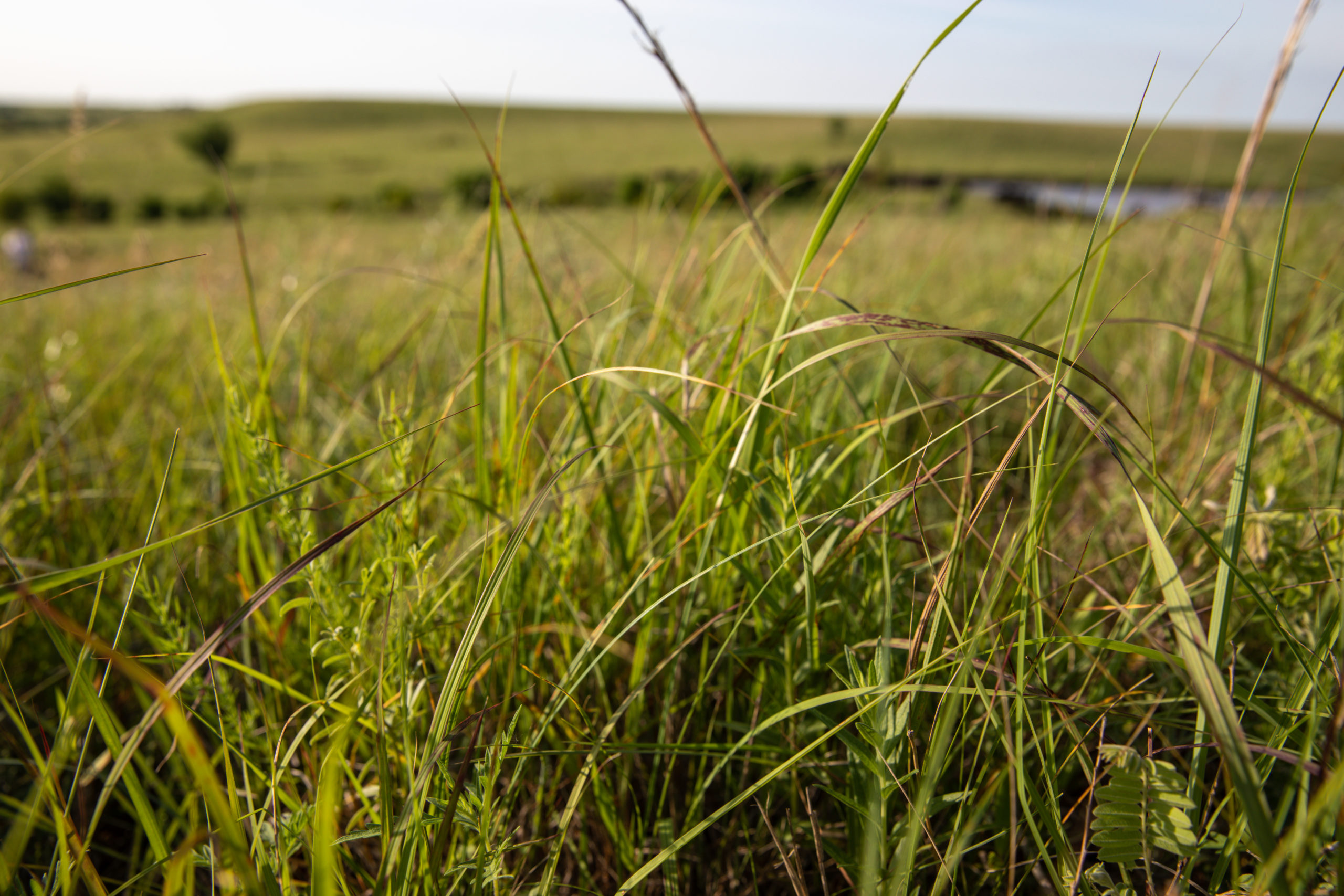 North Dakota grass