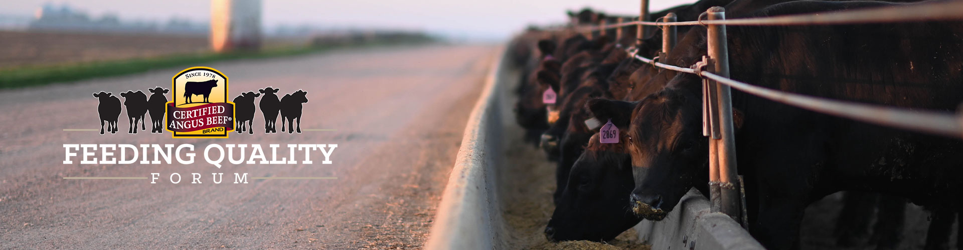 What makes a fed cattle qualify for Certified Angus Beef?