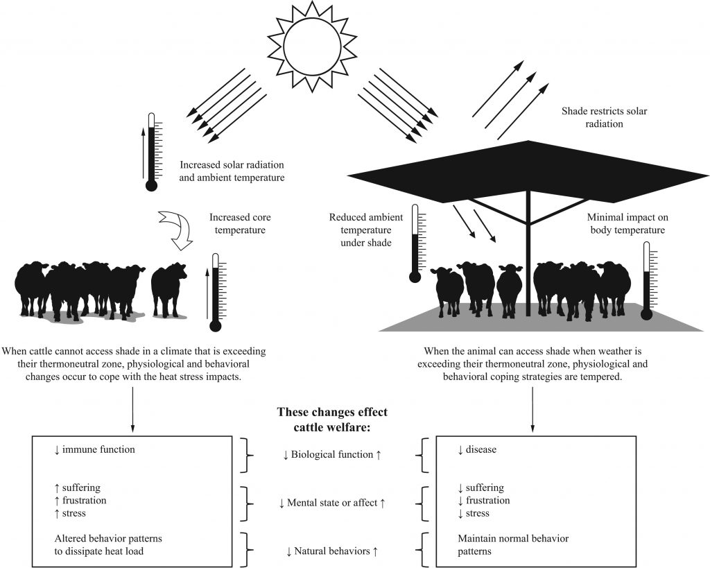 cattle in shade graphic