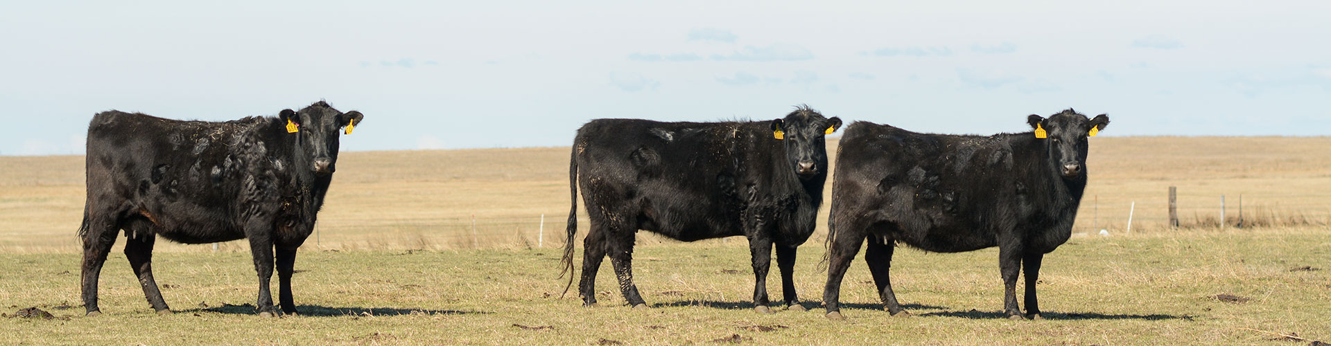 South Dakota cows