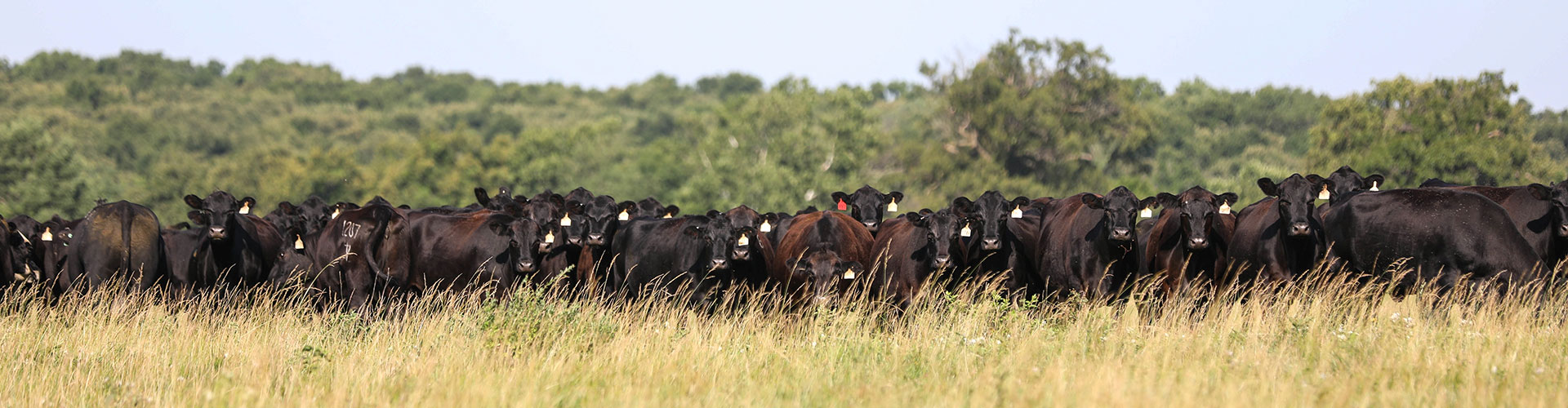 cow herd