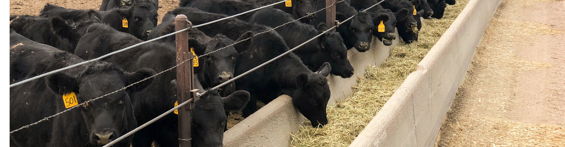 feeder calves