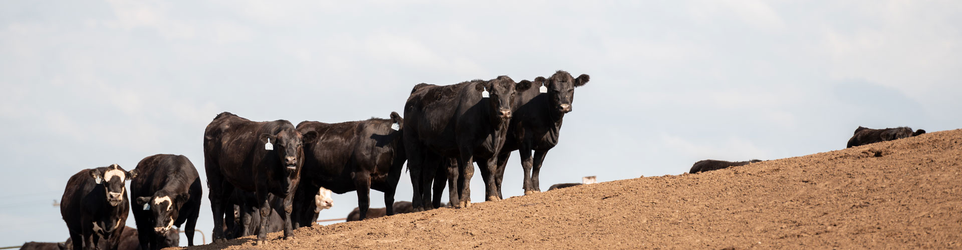 M&M feedyard cattle