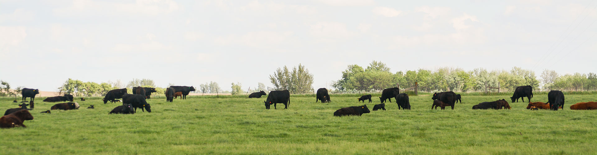 Beef's a trip day 12: Packers want quality - CAB Cattle