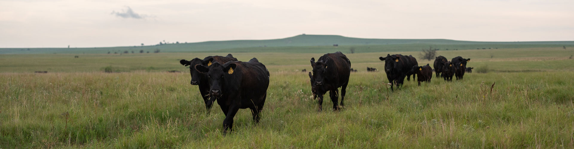 cows walking