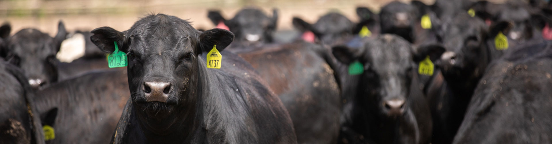 fed cattle