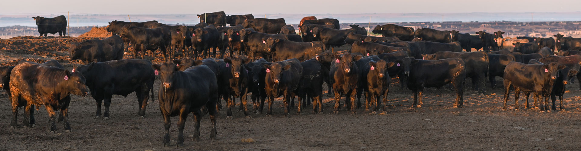 nebraska feedyard