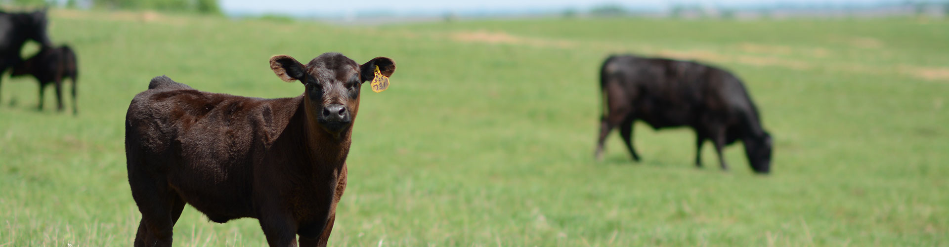 angus calf