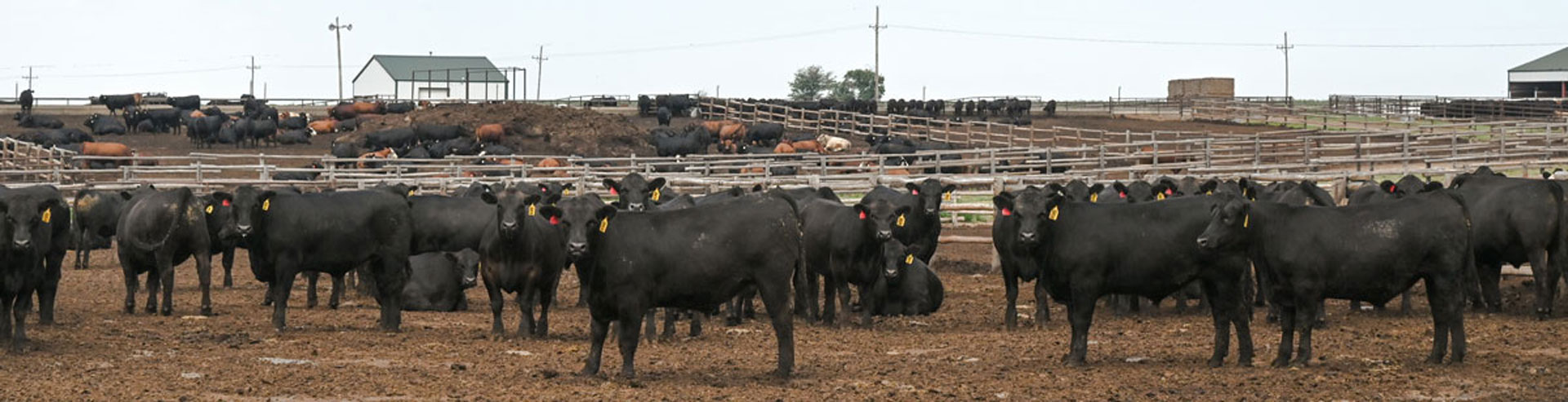 angus steers in kansas