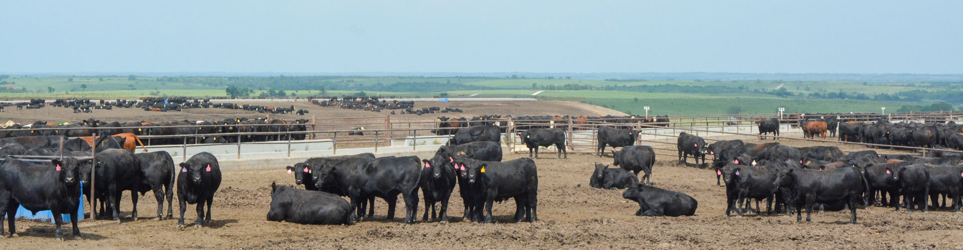 Kansas feedyard