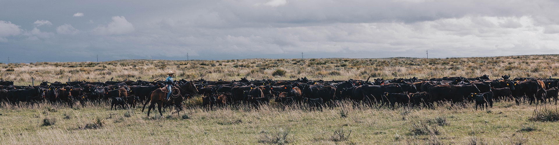 cattle drive