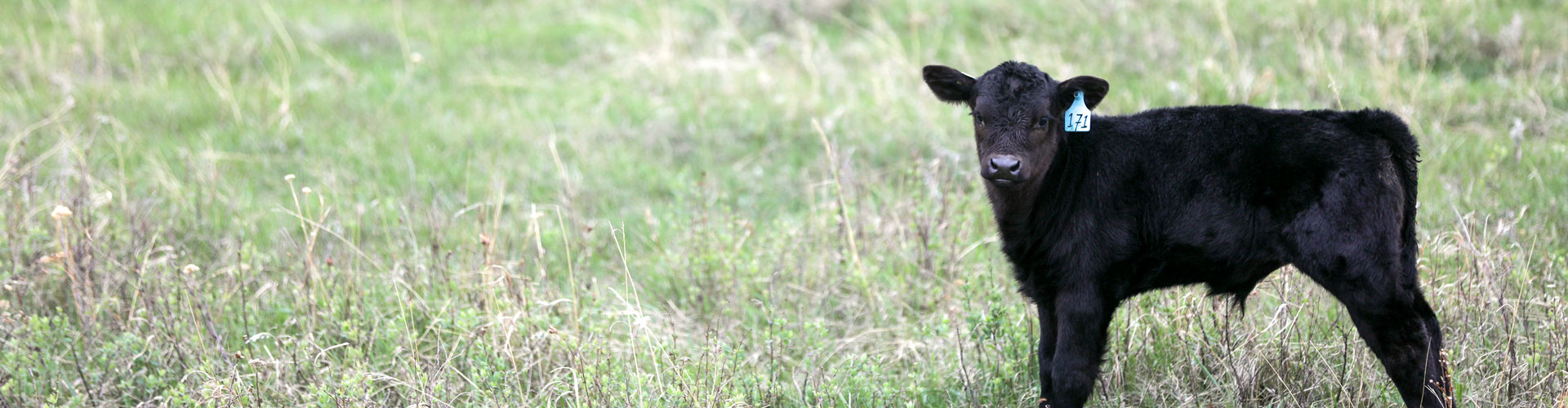 newborn calf