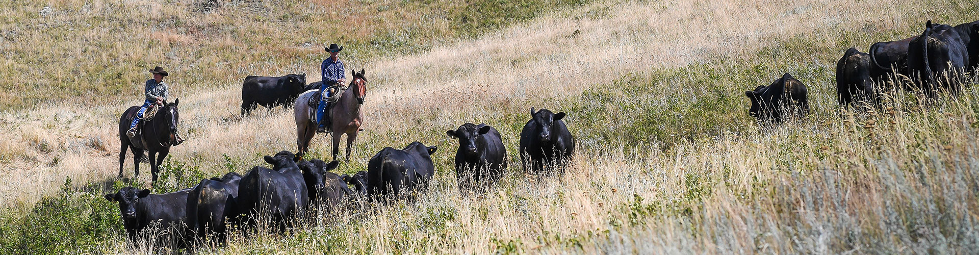 black Angus bulls