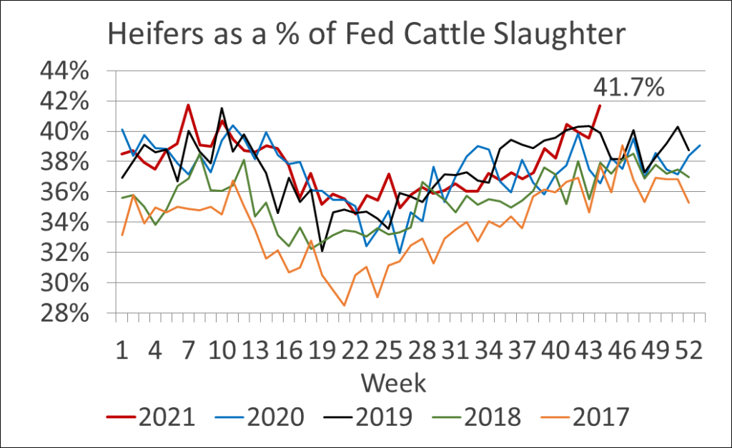 fed heifer slaughter