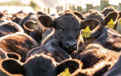 Good people, good cattle, good beef
