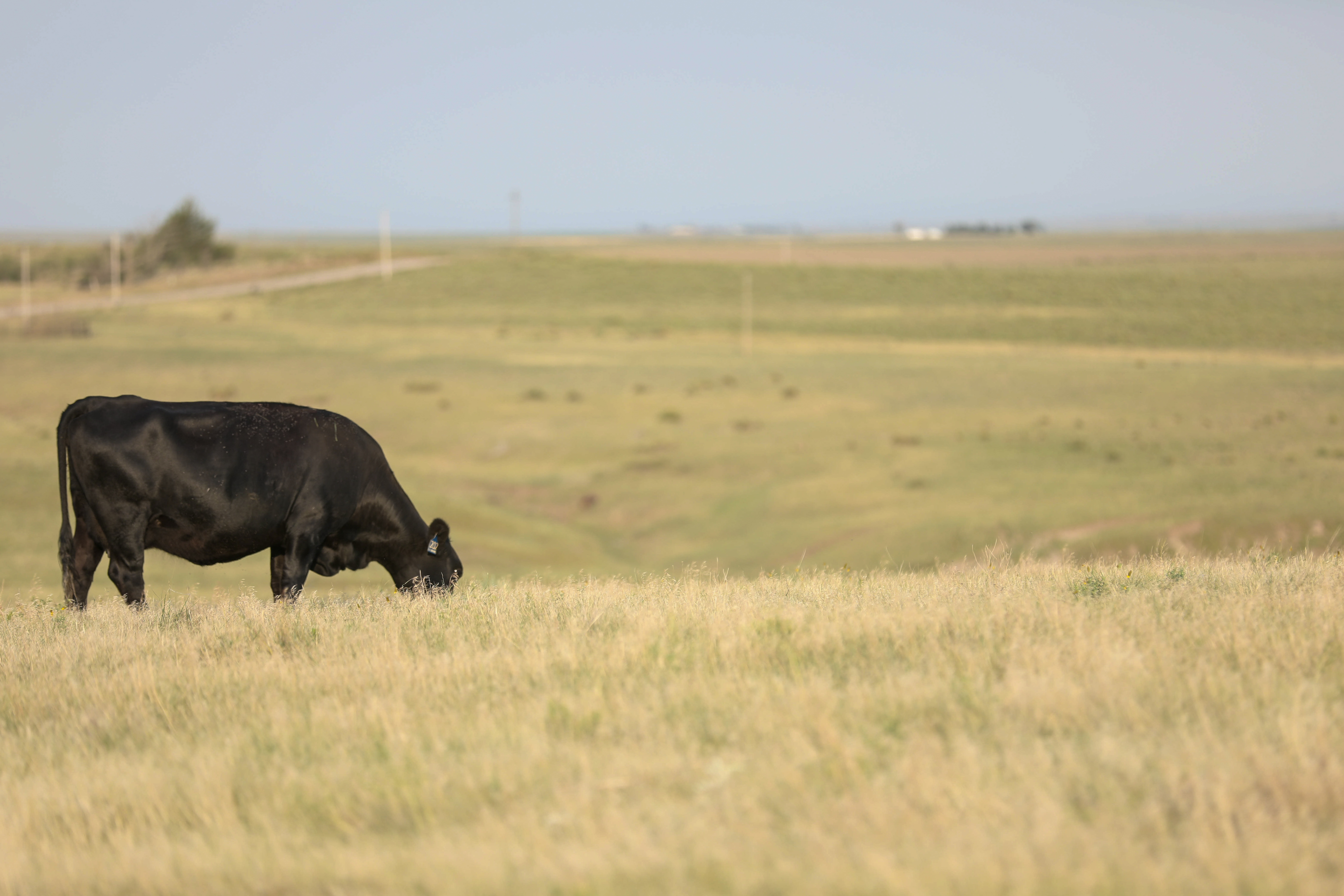 Beef price ups and downs