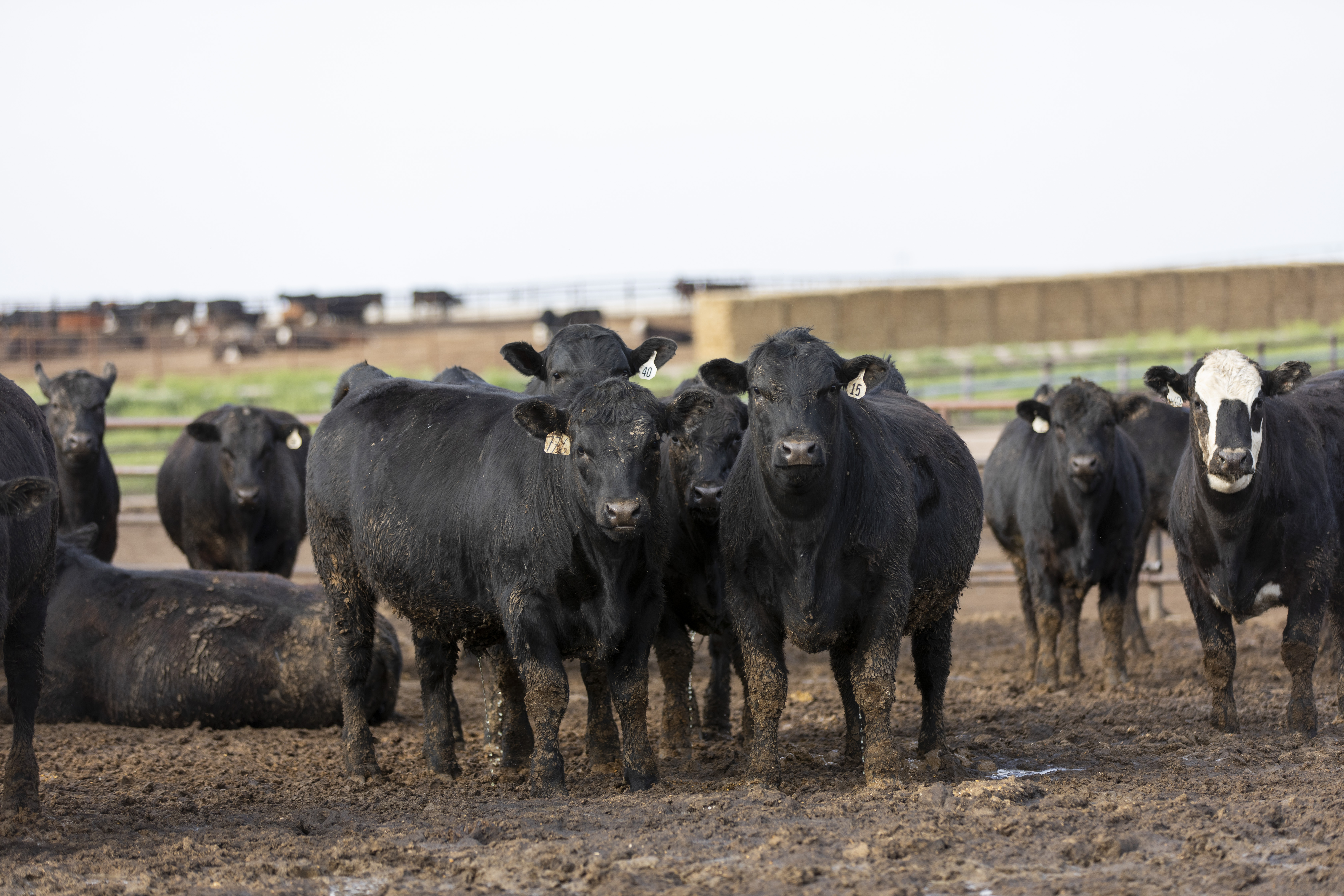 Free steaks, other good news