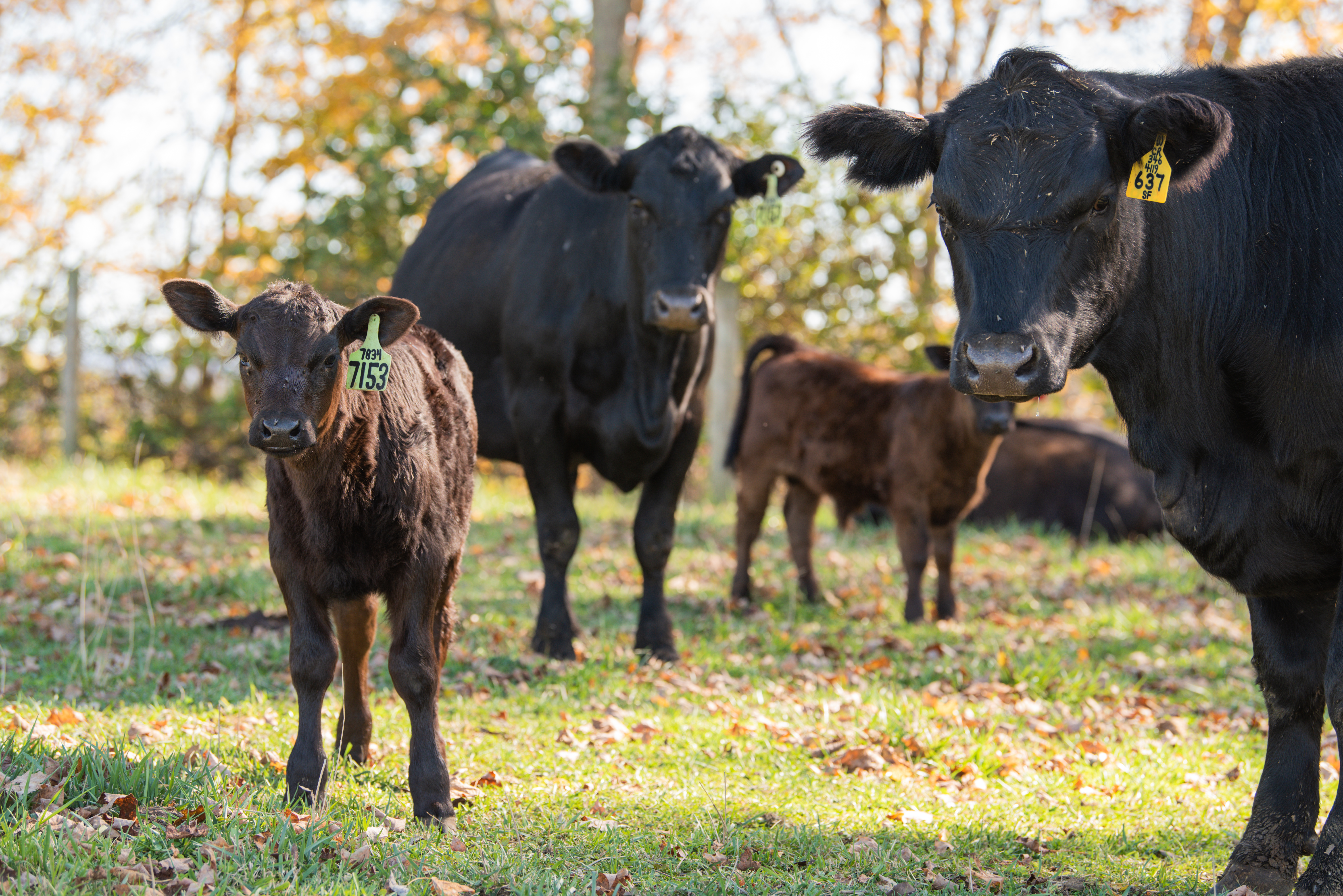 A recipe for high-quality beef