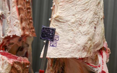 Success in the Flesh