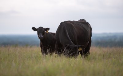 On Target:  Behind the static, 560-lb. weaning weights