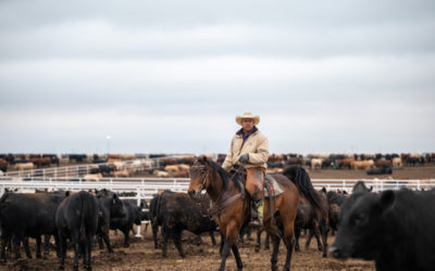 How to pick a feedyard