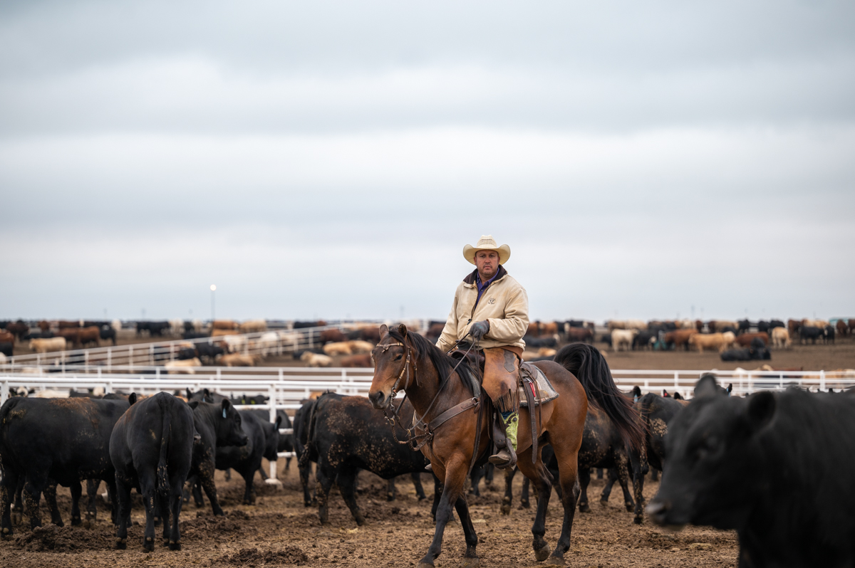 How to pick a feedyard