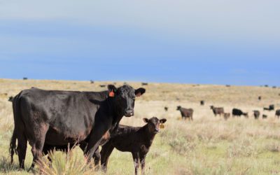 Following the calves: When Mother Nature doesn’t care