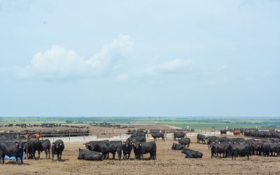 More in common than just location