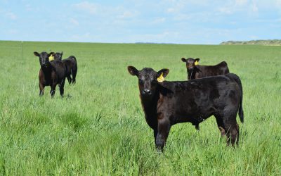 Calving great expectations