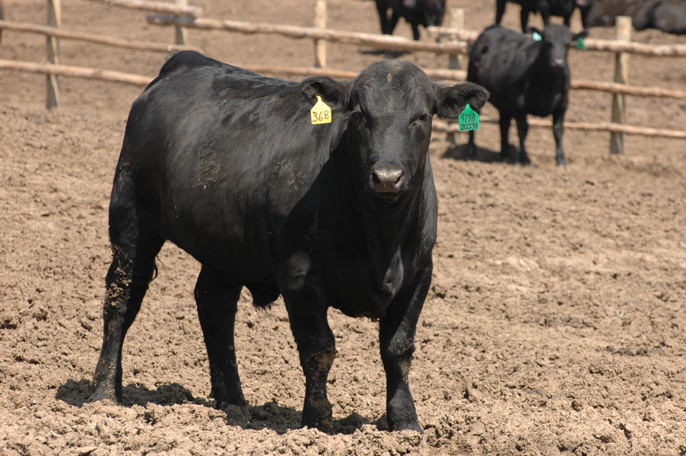 Castrating Beef Calves  New Mexico State University - BE BOLD