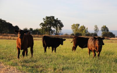 Still at the top in beef quality