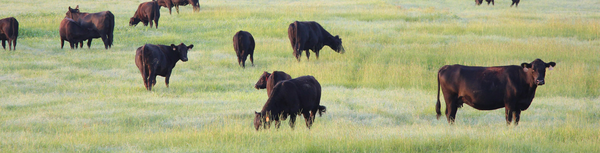 Select beef: Who wants it? - CAB Cattle