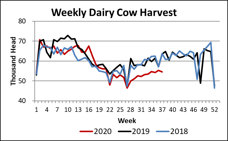 weekly cow harvest