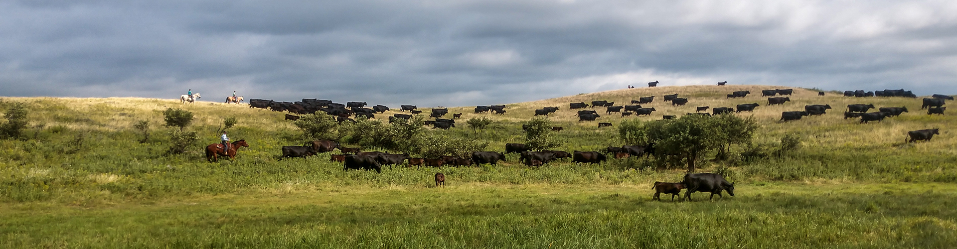 Mini cows produce big rewards for Reading rancher, Gaz