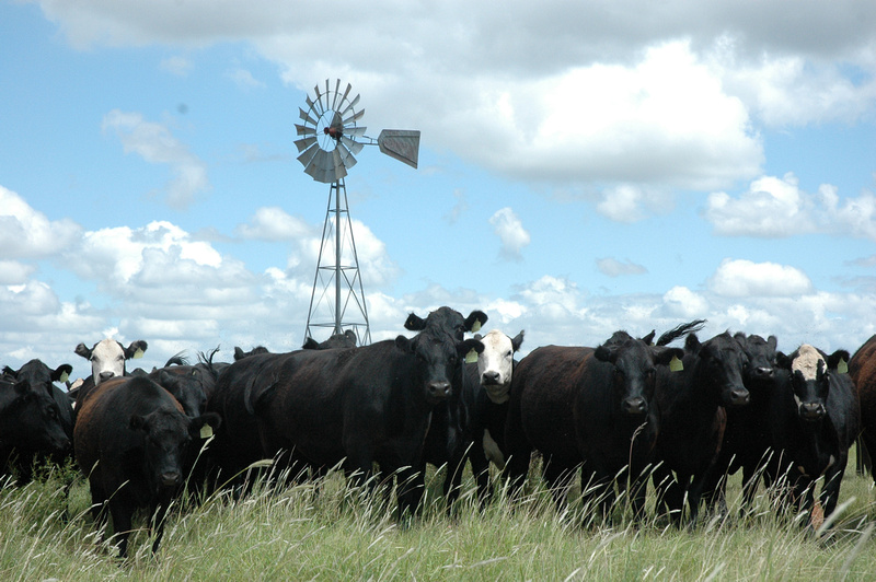 $20,000 in beef scholarships