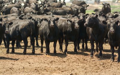 Efficient, high-marbling beef