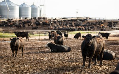 Premium beef decline pushes incentives